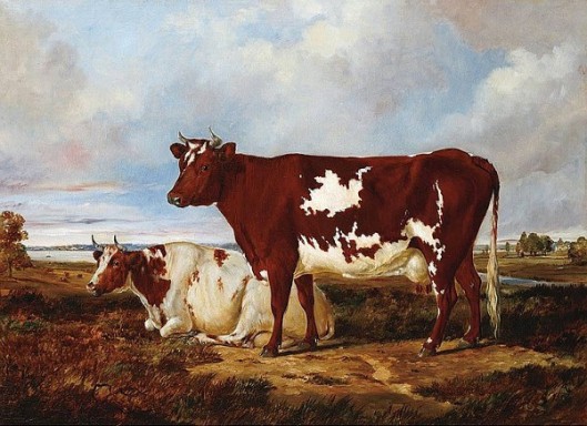Cows Resting In A Pasture